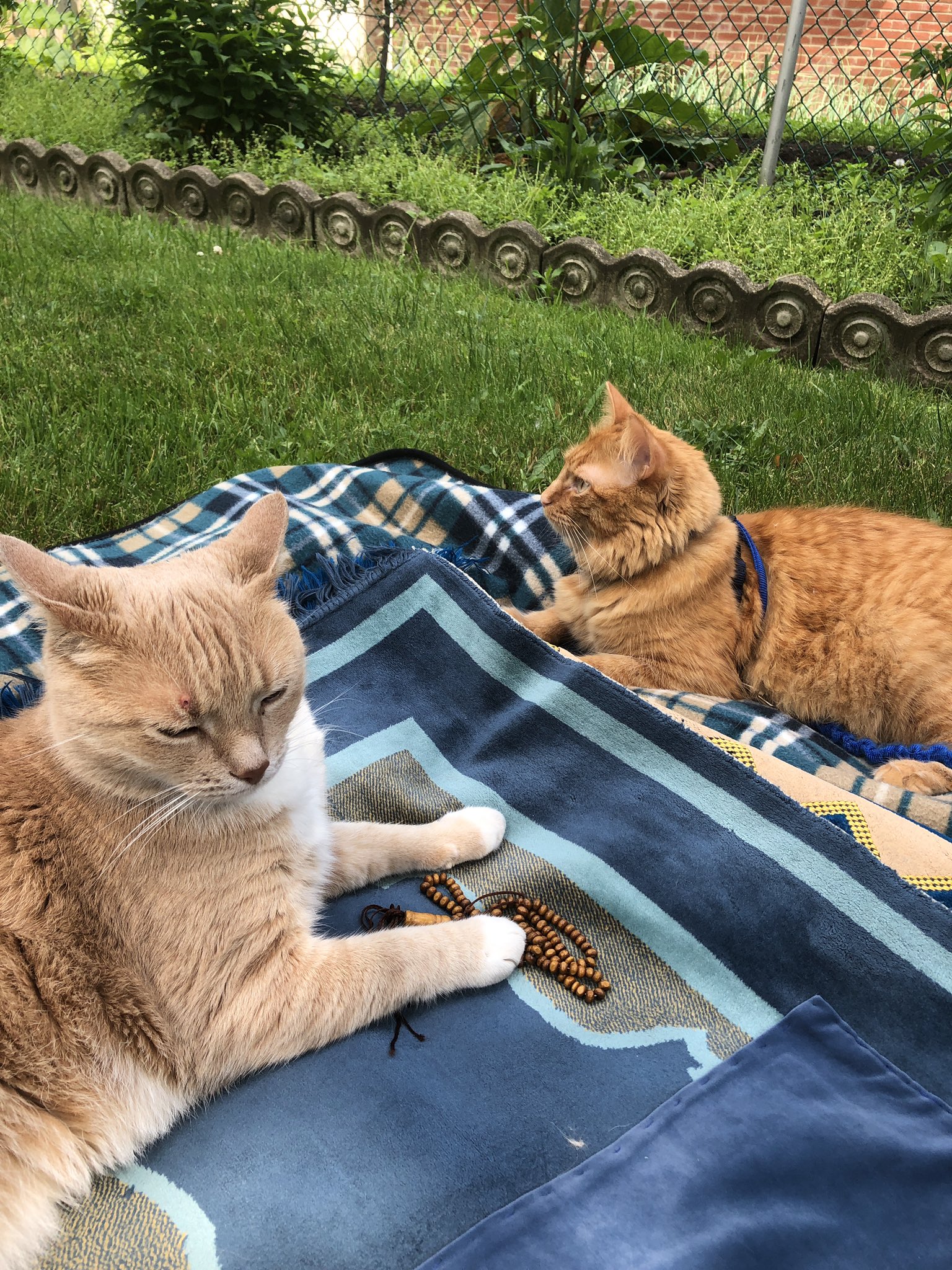 Syeda Aliya Ahmad On Twitter While I Started Offering Namaz Zuhar In My Garden Mashaallah La Qowata Illah Billah The Cats Have Taken Over My Jaye Namaz Https T Co 28leptayc5