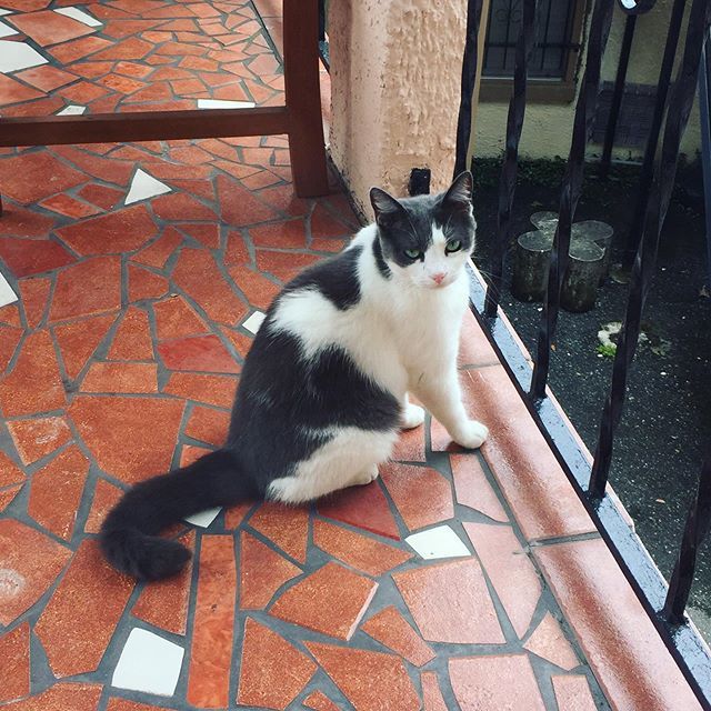 Nummymuffin's tweet photo. A #Squeaker sighting on the #purranda! I told her she’s a beautiful girl and a good girl and booped her head. She squeaked at me. 😻 #guardcat #goodgirlsofinstagram #guardcatsofinstagram https://t.co/wFL2T8XEYx https://t.co/BOreg5fOqw