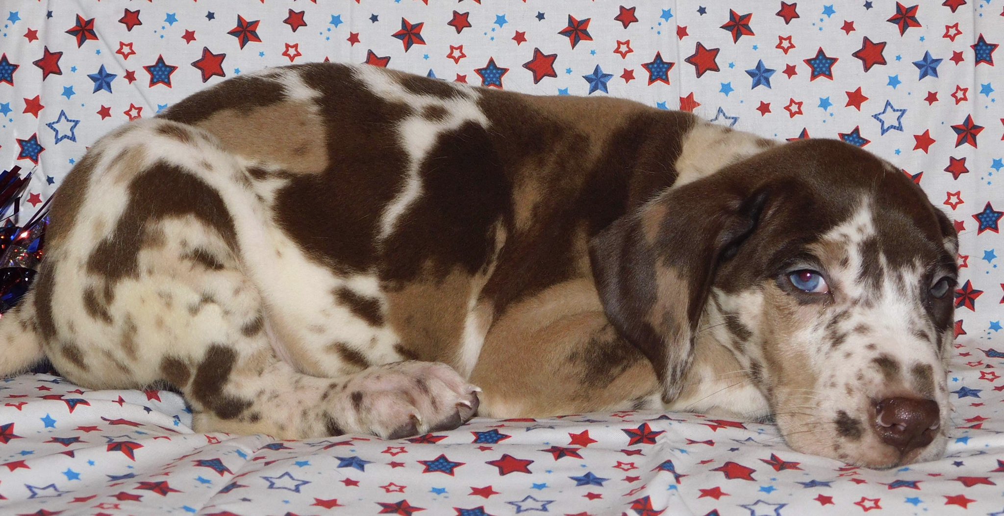 Chocolate hotsell harlequin dane