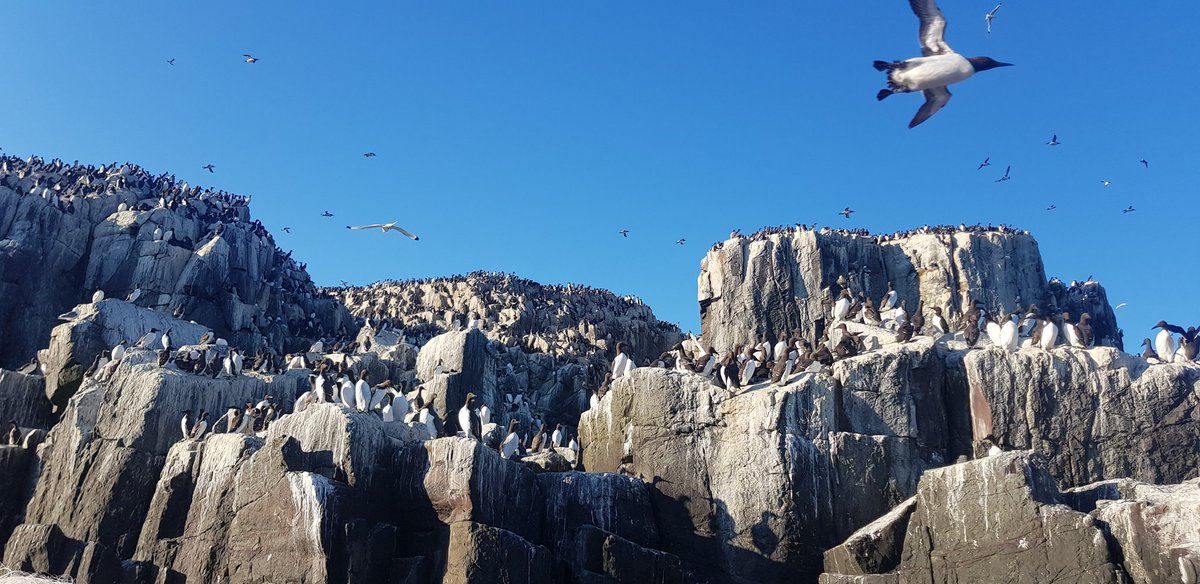 Eventually the sun has come out to play. Perfect timing for our Sunset Cruise. #farneislands #northumberland #serenity