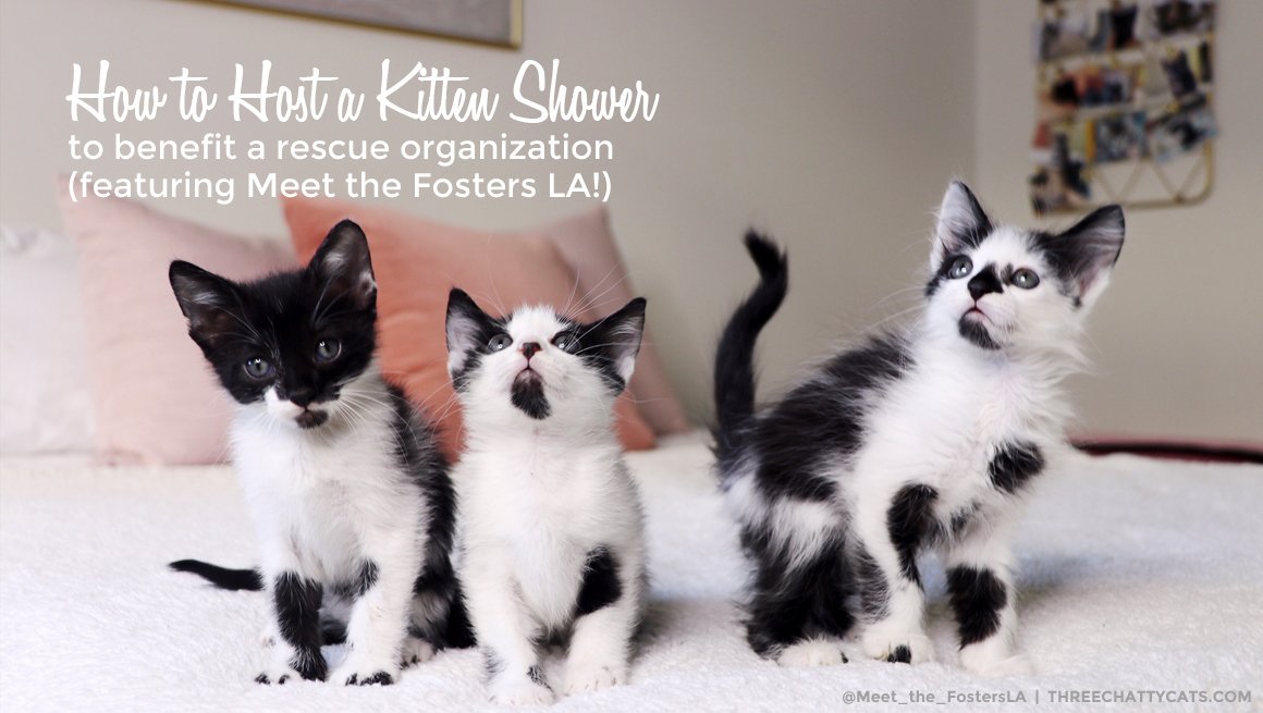 threechattycats's tweet photo. Want to know how to host a kitten shower to benefit a rescue organization? Then hop on over to the blog! Thanks to @BFAS_LA foster mom Christina for sharing with us! https://t.co/7Vicvzu81o https://t.co/NB2aPAv3lh