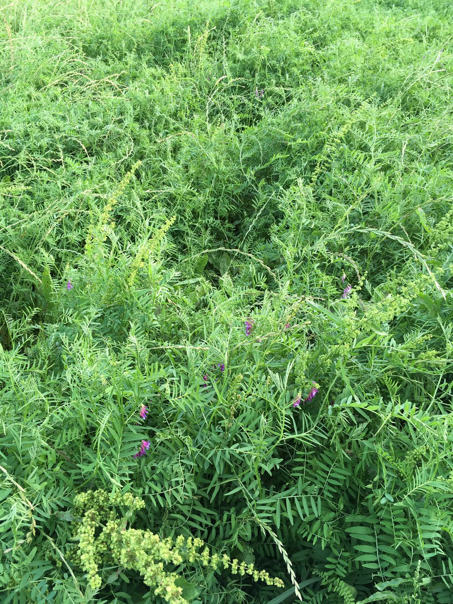 Broyage engrais vert