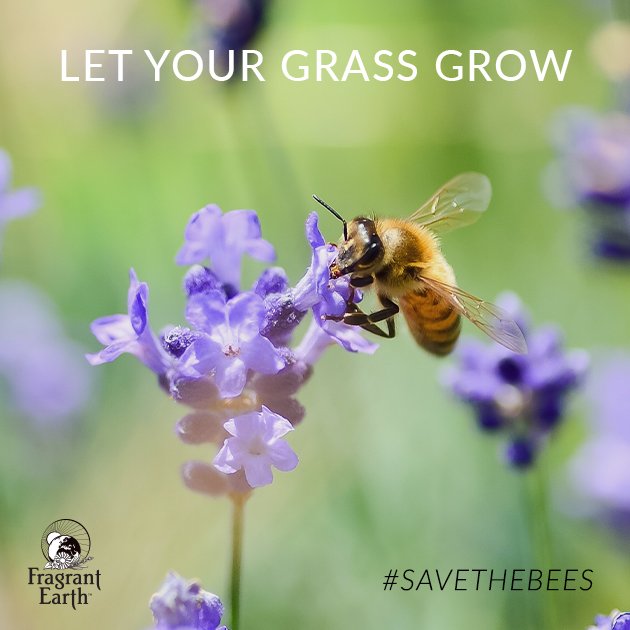 FragrantEarthO's tweet photo. Bees use grass to shelter and feed in.

Try cutting your grass less often, raising your mower height or why not leave a patch of longer grass for them to shelter in?

#savethebees #bees #nature #bee #fragrantearth https://t.co/7efe6bU6I1