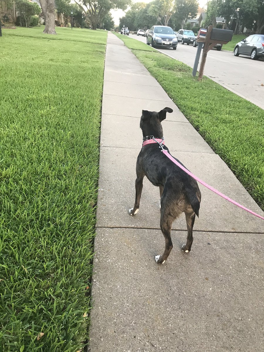 Somebody was READY for her run this morning. She’s logged just over 150 miles in 2019. #CatahoulaLeopardDog #RunningBuddy