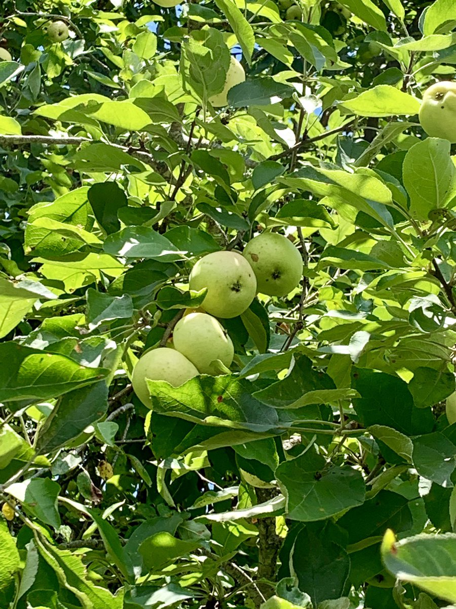 cbbwvteacher's tweet photo. When your mother-in-law has the best daughter-in-law 😉 #applepickin #summertime https://t.co/XkqwajFWSH