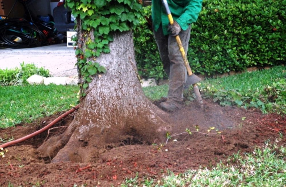 PresTreeServ's tweet photo. Exposing your tree’s root flare (where the base of the trunk meets the soil) can reduce pests & disease from entering into the bark through cracks. When soil covers the the root flare, it can soften the bark creating wounds that allow pathogens to enter the #tree. #rootflare https://t.co/9QUgUtvKOU