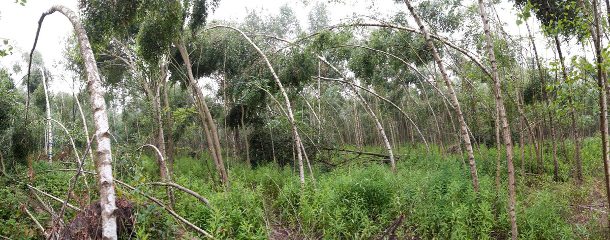 winnockMartin's tweet photo. Soms verloopt #bosbeheer niet volgens plan. Zoals nu ook niet in ons #QD voorbeeldbosje in Tessenderlo. Alle, maar echt àlle, toekomstbomen berk zijn gaan hangen na passage van de recente hevige winden...slik! https://t.co/emjDILdUAq