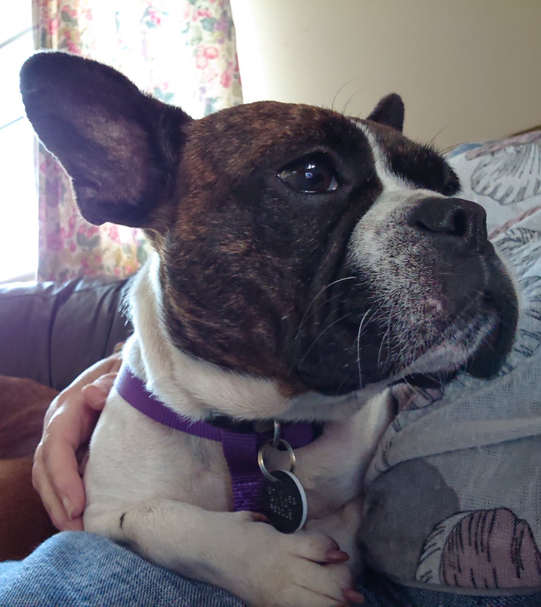 susie_999's tweet photo. Tempted by treats but staying for a cuddle 😊❤️
#lovejoydogs #gettingbraver
#photoaday https://t.co/1Q1YVOjjWG