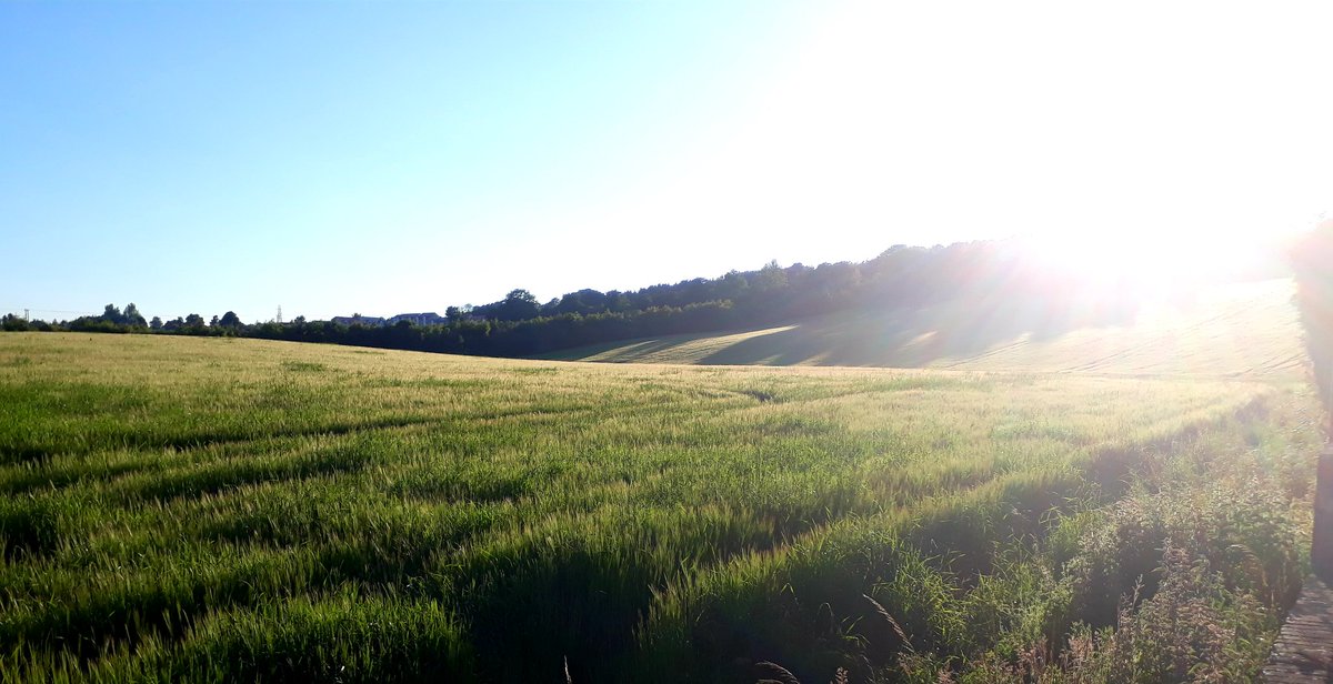 Such a glorious evening ☀️❤ So lucky to have this view from my sitting room ❤ #Fife #homesweethome #rural #fieldsofgold #Scotland #Scotlandisnow <a href="/welcometofife/">Welcome to Fife</a> <a href="/VisitScotland/">VisitScotland</a>