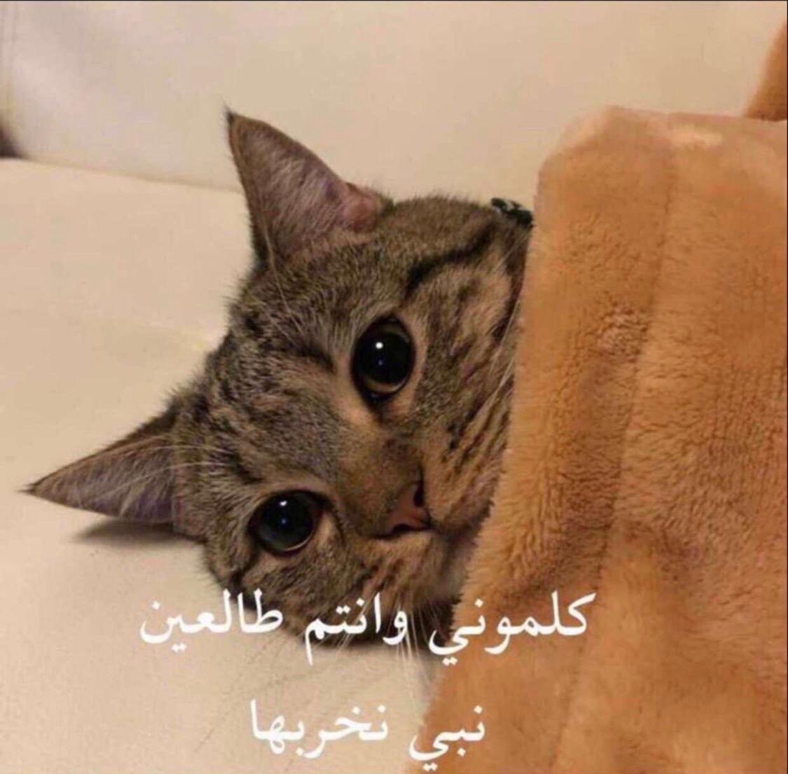 Abdalla Khouqeer خوقير tweet media