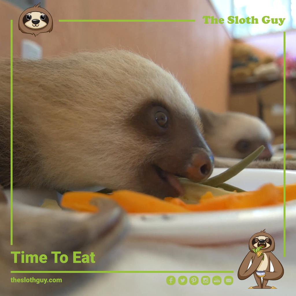 The_Sloth_Guy's tweet photo. #cute #animals #wildlife #cuteanimals #love #animal #nature #animallover #photooftheday #wildlifephotography #sloth #babyanimals #slothlife #nofilter #natgeo #photography #slothsofinstagram #toocutenottopost #ecofolks #toocute #motherhood https://t.co/3n8jJZpkGq
