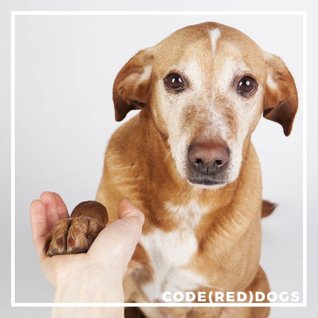 codereddogs's tweet photo. Senior dogs make great pets! And yes, you can teach an old dog new tricks.

Would you adopt an older dog? 

#adoptdontshop #nokill #shelterdog #seniordog #codereddogs https://t.co/yEKKxy8D5J