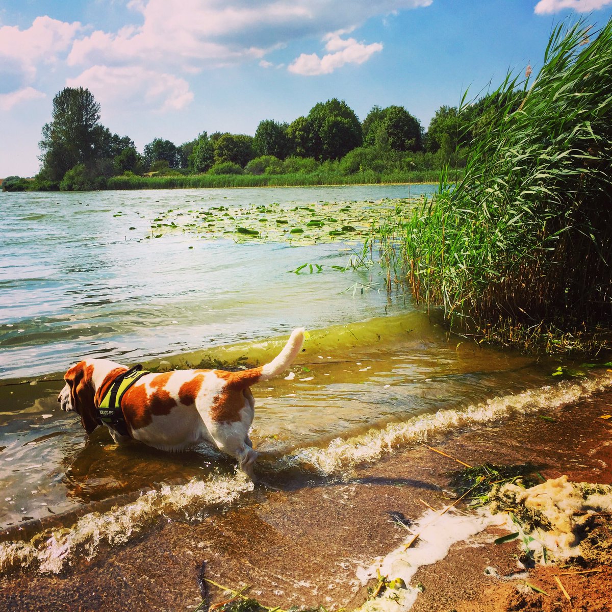 damewilma's tweet photo. Kleine Frieda Pummelfee
Stapft mit Freuden in den See
Stapft mit Freuden wieder raus
Hier ist das Gedicht schon aus

#bassetismus https://t.co/qLrJ099Cw7