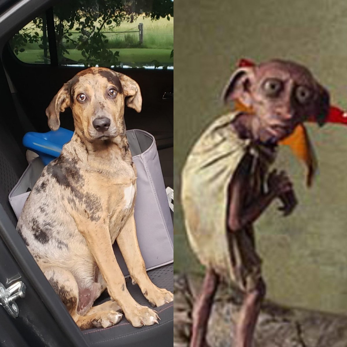 AshleeShadwick's tweet photo. Hey @DisneyParks, If you ever need someone to play the part of Dobby the House Elf at Harry Potter World, my dog Hank is available. https://t.co/VTEN8OuppE