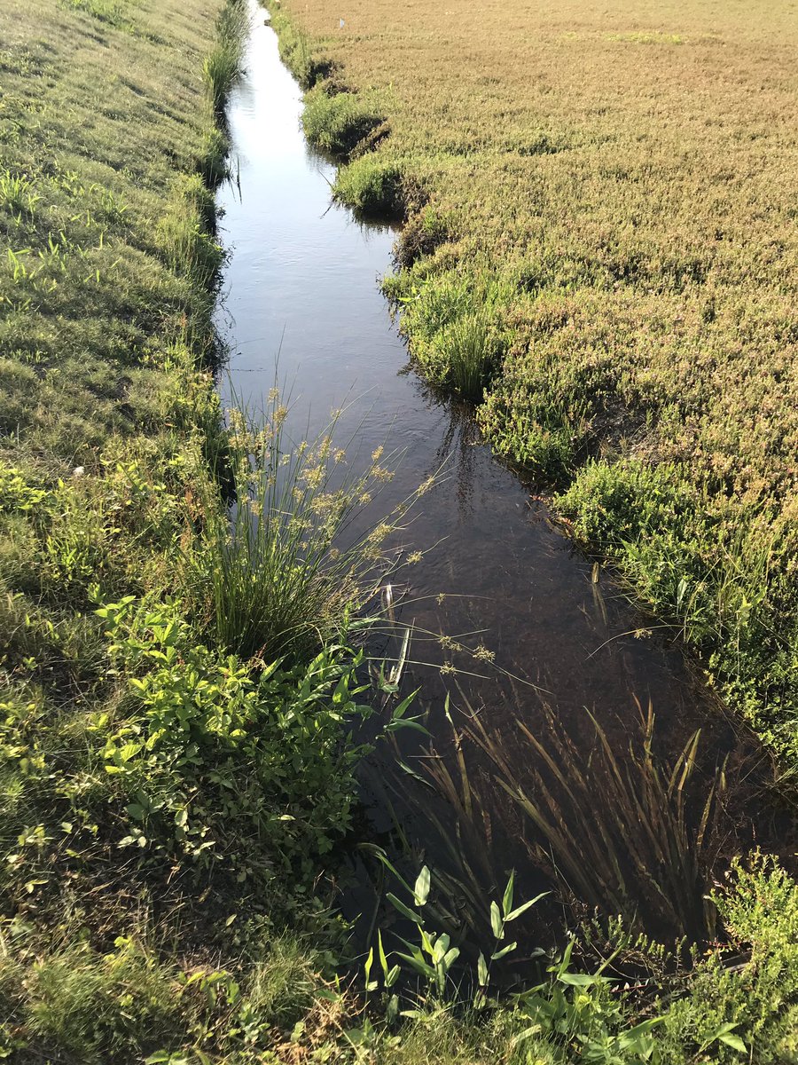 akaya_co's tweet photo. The downstream pump station historically had severe issues being clogged with #algae.

Akaya’s #waterquality rebalancing BioTreatments remove excess #phosphorus and #nitrogen naturally. Farmers want to keep irrigation water and tailwater free from #HarmfulAlgaeBlooms (#HABs). https://t.co/rbsFn55TAd