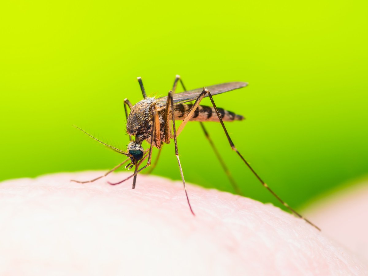 The Garland Health Dept confirms its first positive case of West Nile Virus in mosquitoes in 2019 in the 500 blk of W. Vista Dr.  Spraying will happen tonight &amp; Thur. btwn 9pm - 6am. For details/map, click on link. 
ow.ly/UE4T50uNFN4