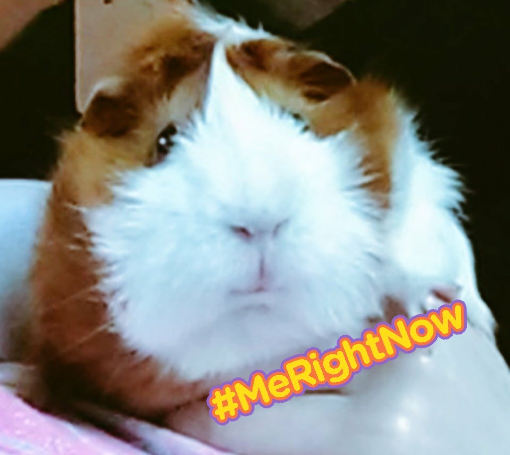 graceamazes1's tweet photo. #guineapig #cavy #selfie #Wheek #PetsofTwitter #animals #Guineapigs  
  
"Hey Pigmom, think I'm beginning to like....no LOVE this SELFIE Stuff!! 🤳😍
I mean, who can deny how CUTE, 😍...no #wheekin GORGEOUS I am!! Just LOOK, they WUV ME💕❤️!! 
Take some more of ME WITHOUT YOU!😂 https://t.co/LAiiZRKWtj