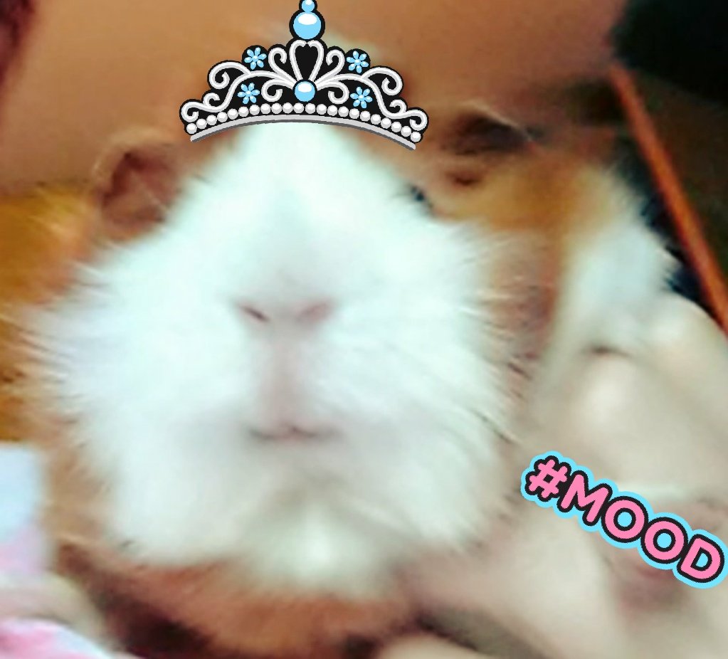 graceamazes1's tweet photo. #guineapig #cavy #selfie #Wheek #PetsofTwitter #animals #Guineapigs  
  
"Hey Pigmom, think I'm beginning to like....no LOVE this SELFIE Stuff!! 🤳😍
I mean, who can deny how CUTE, 😍...no #wheekin GORGEOUS I am!! Just LOOK, they WUV ME💕❤️!! 
Take some more of ME WITHOUT YOU!😂 https://t.co/LAiiZRKWtj