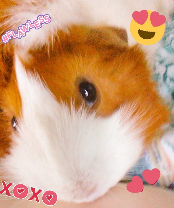 graceamazes1's tweet photo. #guineapig #cavy #selfie #Wheek #PetsofTwitter #animals #Guineapigs  
  
"Hey Pigmom, think I'm beginning to like....no LOVE this SELFIE Stuff!! 🤳😍
I mean, who can deny how CUTE, 😍...no #wheekin GORGEOUS I am!! Just LOOK, they WUV ME💕❤️!! 
Take some more of ME WITHOUT YOU!😂 https://t.co/LAiiZRKWtj