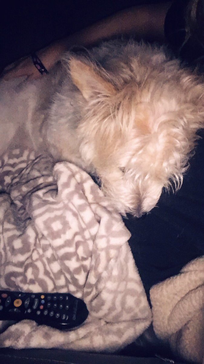 JenMcLaughlin12's tweet photo. Not sure it gets much better than an evening of puppy cuddles and watching Thor! https://t.co/cvO2BGu0PX