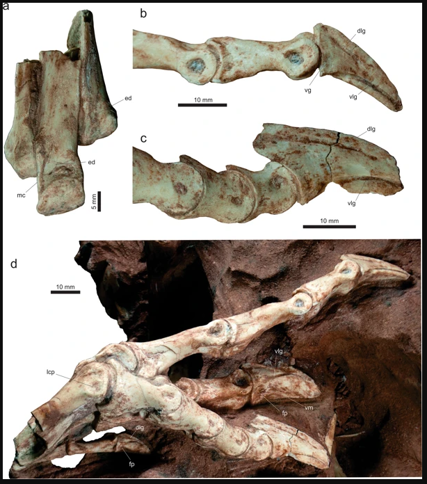 DSRovinsky's tweet photo. Really cool #dinosaur #fossils from Brazil! 🦖
Lots of discussion regarding monodactyly; intriguingly, the pes is reminiscent of a less-reduced ostrich. Would be interested to see comparative data!

https://t.co/izt5ntMI4E https://t.co/JjkVKVV6Lp