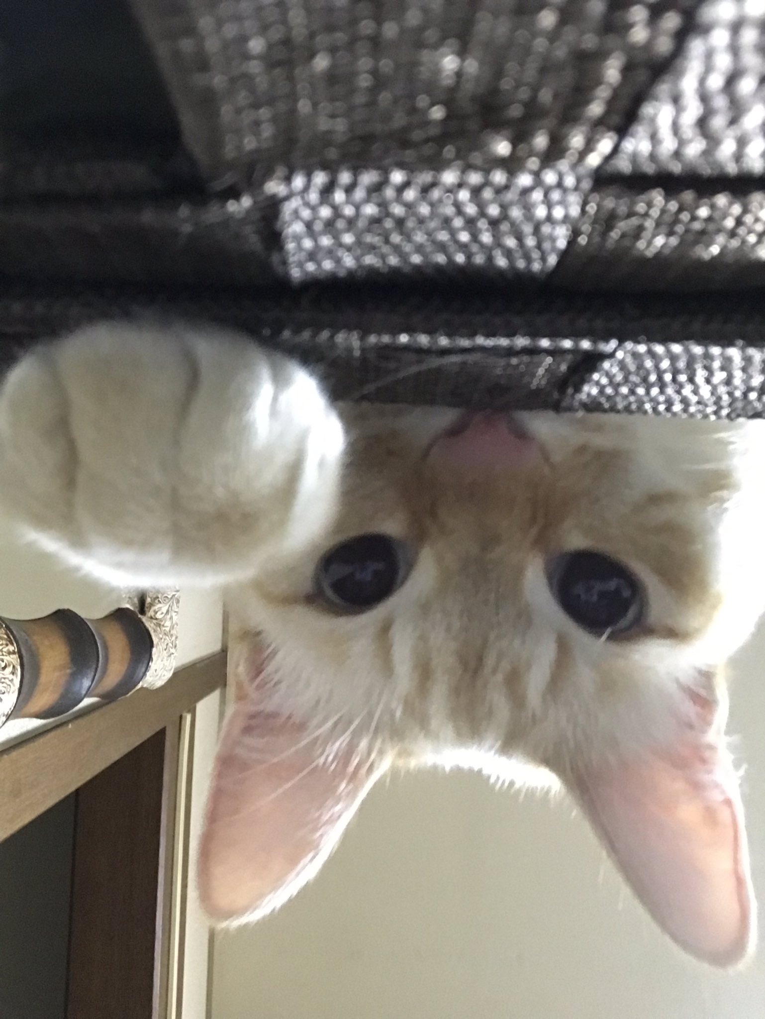 猫のパン Twitter Search Twitter