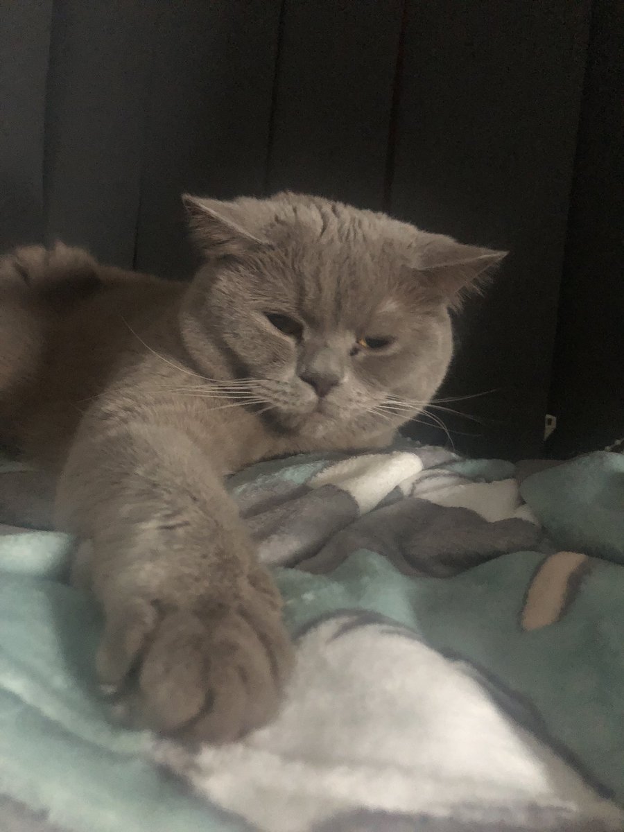 YFloof's tweet photo. Do my nails. Something that says ‘under this flood, is an unbridled party animal waiting to purrrrty’ #cat #catsoftwitter #floof #fluffy #kitten #pet #blanket #purr #whiskers #yoda https://t.co/jDTiDwwigZ