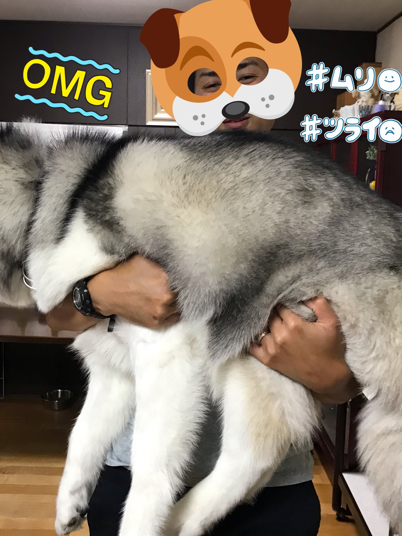 𝐁𝐢𝐠 𝐇𝐮𝐠 Tvで見た大型犬の正しい持ち方 暴れないから持ちやすらしいけど最高に重いらしい Siberianhusky シベリアンハスキー 大型犬 正しい持ち方 ハスキーは中型犬 やってみて T Co Xtaqov2r3q Twitter