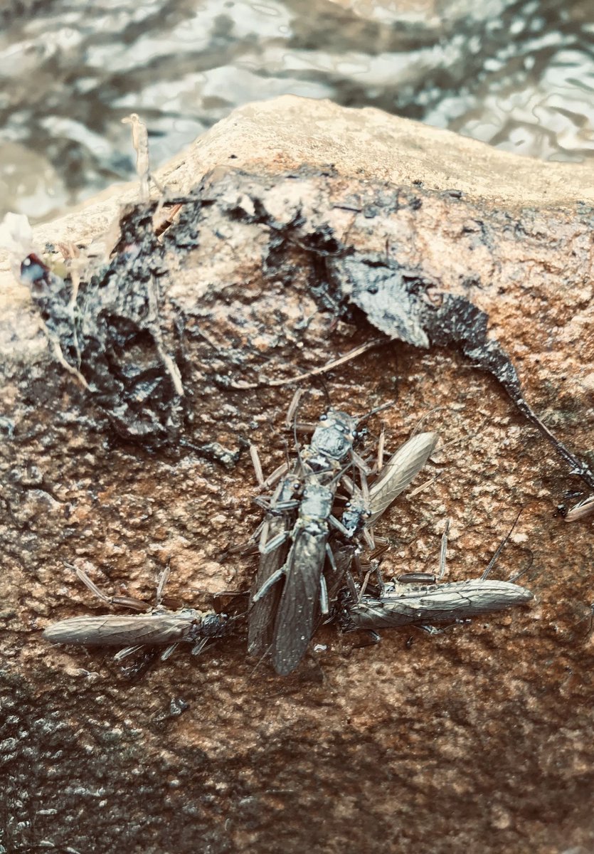 AdrienneOck's tweet photo. It's a stonefly party in Forks of the Credit! They're emerging from the water, transforming to adults and quickly finding a mate.
*Spolier: then they die...
#perlidae #circleoflife https://t.co/ZCBCblXlht