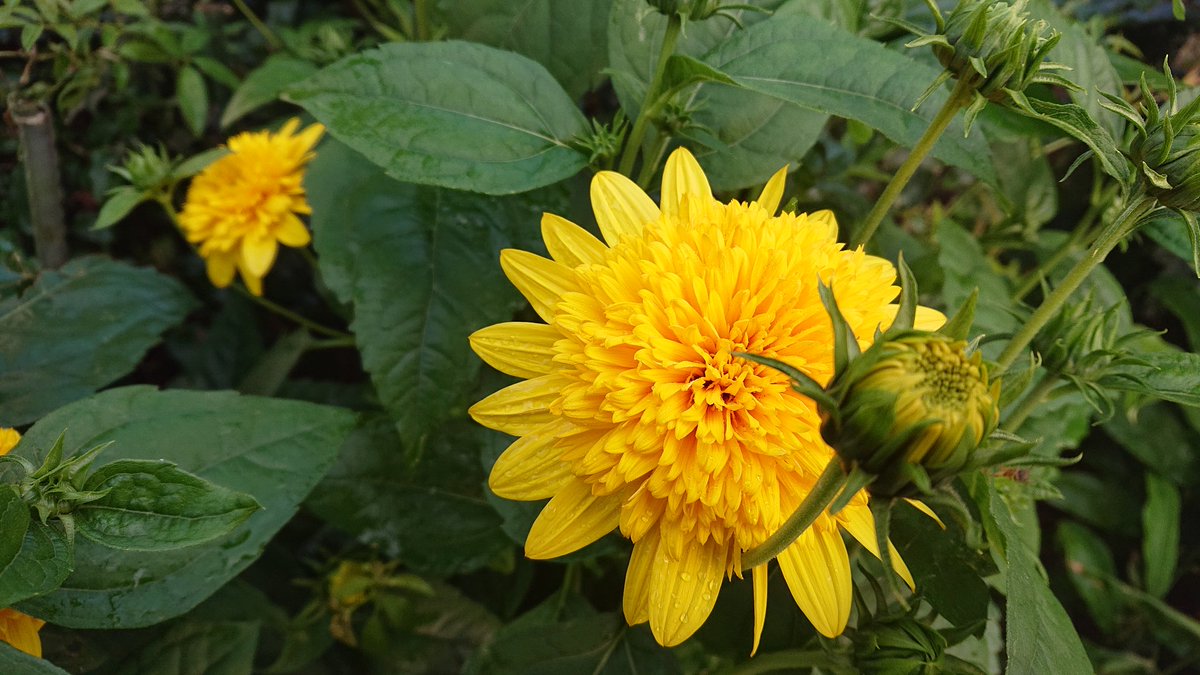 Satochan イトバハルシャギク 糸葉春車菊 コヒマワリ イトバハルシャギクはキク科の多年草 花径5センチくらいの黄色い花をたくさんつける 名前のように細く切れた糸のような葉が特徴 花後は夏に蒸れると枯れるので切り戻しすると良い コヒマワリ