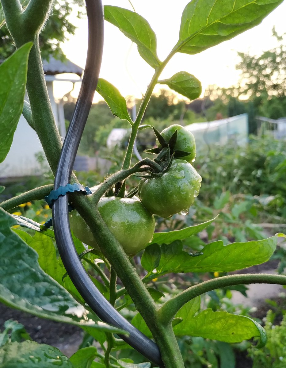 alexanderkruser's tweet photo. Die ersten Tomaten am Start! https://t.co/iWKZD8fXoH