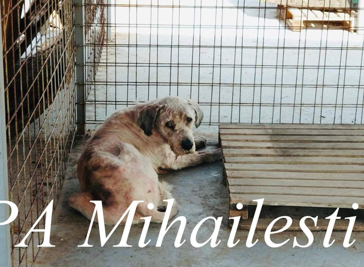 dogbus999's tweet photo. Please please someone win the lottery. I'll work day and night for the rest of my life. This is Romania. This is regarded as one of the better shelters, its a kill shelter! They don't deserve this, they are all desperate to live. #lottery #AdoptDontShop #deverstated #Romania https://t.co/RhGC9MqbeO