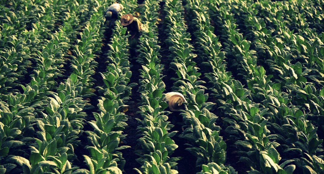 tabacopedia's tweet photo. Así es una plantación de tabaco, se ve bonito desde arriba ¿verdad? #tabacopedia #tabaco #tobacco https://t.co/65rVvtPGJD