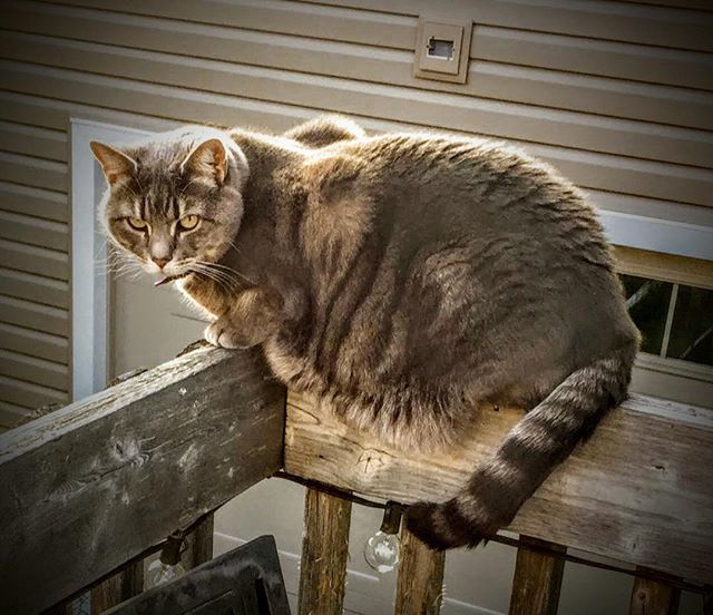 MarketRecharge's tweet photo. Just hanging out and being a cat. 🐱 Meow.  #cats of instagram #outside #birdwatching #furry friends https://t.co/xDwUKbBqiU