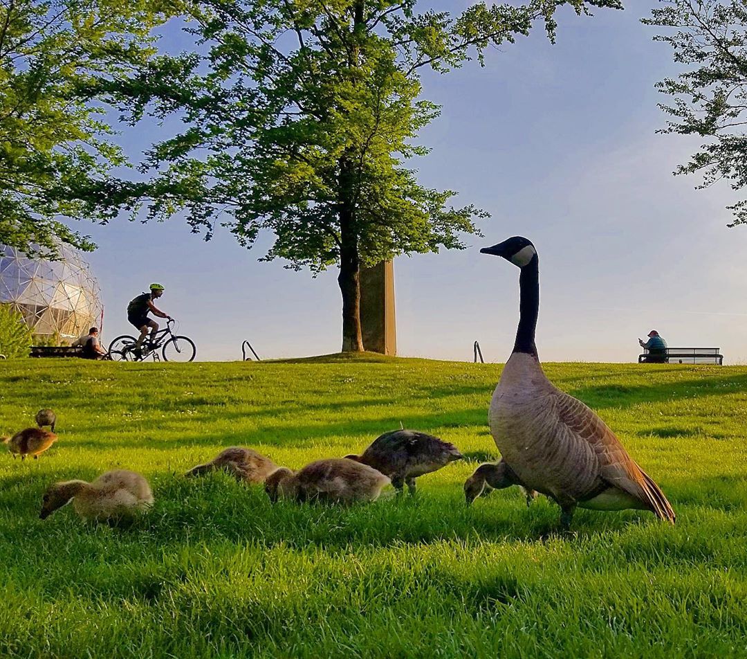 MyVancouver's tweet photo. Vancouver has been over-flowing with cuteness this Spring!  #canadatweetoff

Photos: @Legere_photos https://t.co/lIlhI823Zt