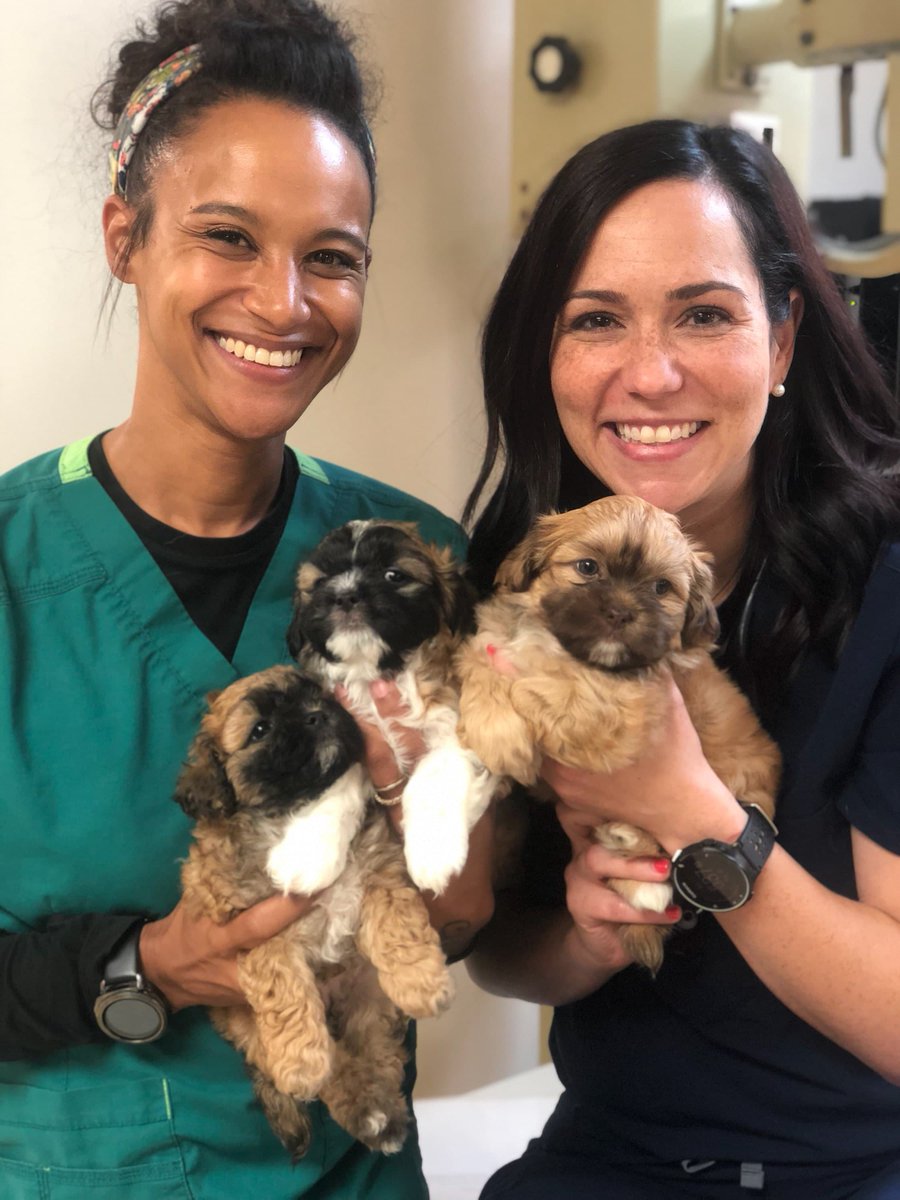 AMSHVets's tweet image. Look who came to see Dr. Vanderhoof and nurse Jerri for their puppy exams! 🐾

#amshvets #tulsaoklahoma #brokenarrowoklahoma #veterinarymedicine #petnurse #awwwww #toocute #Shih-Tzupuppies #dogsofinstagram #petsofinstagram #puppies