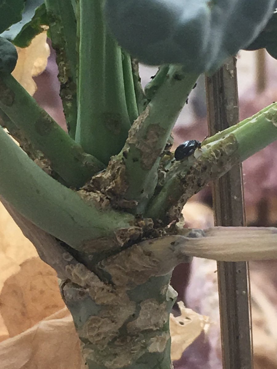 Rachel Wells (@oilseedrachel) on Twitter photo Say hello to one of our captive cabbage stem flea beetle population. The #JICbrassica team raise them in house with <a href="/JICEntomology/">JohnInnesEntomology</a> to allow us to study Brassica Beetle interactions #CSFB #plantgenetics Say hello to one of our captive cabbage stem flea beetle population. The #JICbrassica team raise them in house with <a href="/JICEntomology/">JohnInnesEntomology</a> to allow us to study Brassica Beetle interactions #CSFB #plantgenetics