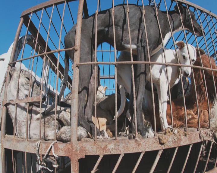 rte's tweet image. "The meat market .... when I was there, there was a constant flow of greyhounds coming in." Kerry Elliman Candy Cane Rescue. 
In practices that appear needlessly cruel, even barbaric, greyhounds and other dogs used for cooking are sometimes boiled alive there. #RTEInvestigates