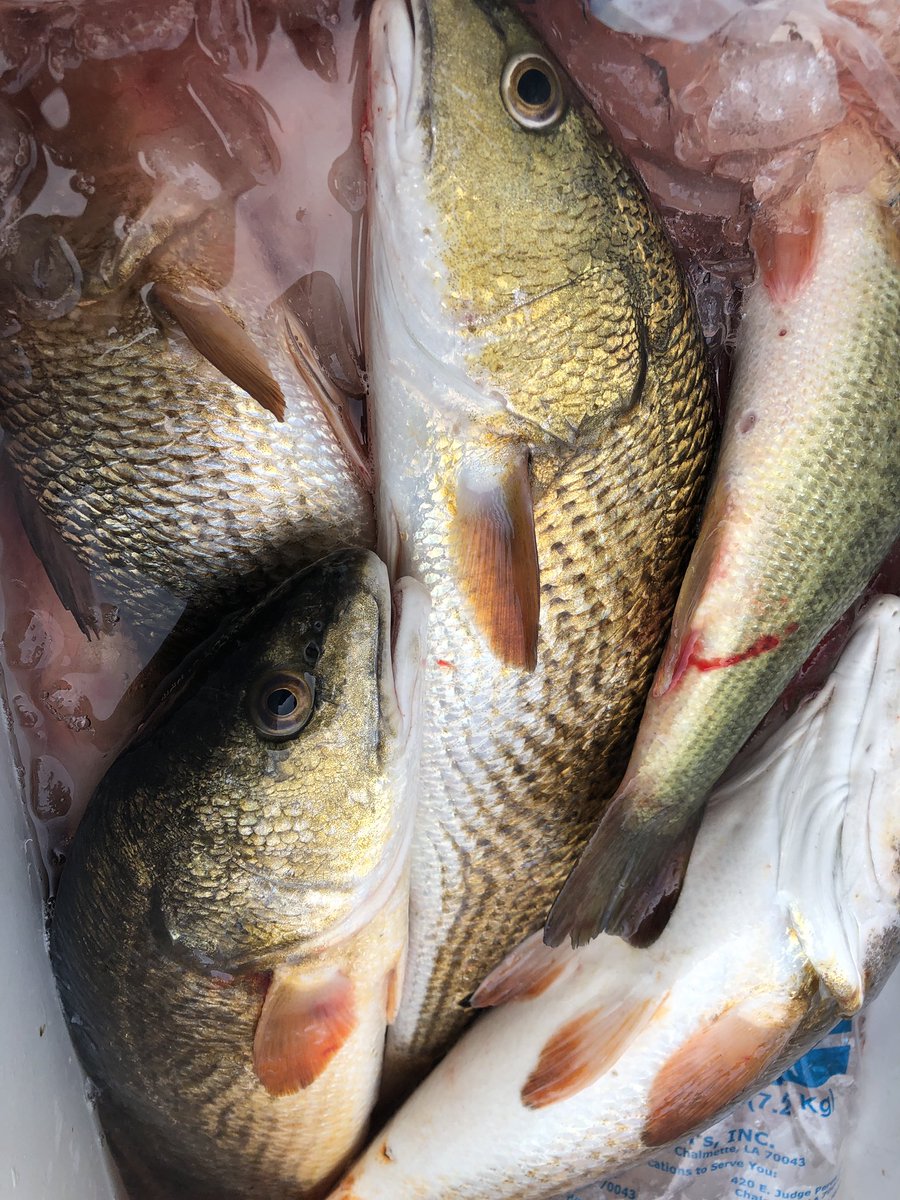 SweetwaterMari1's tweet photo. It was a nice fishing day for fishing.... hope you got in on the action too!  

Our favorite retired fisherman killed it as usual, he brought in a limit of Redfish and a couple Bass out of Little Lake. https://t.co/2bnMFFHmrC