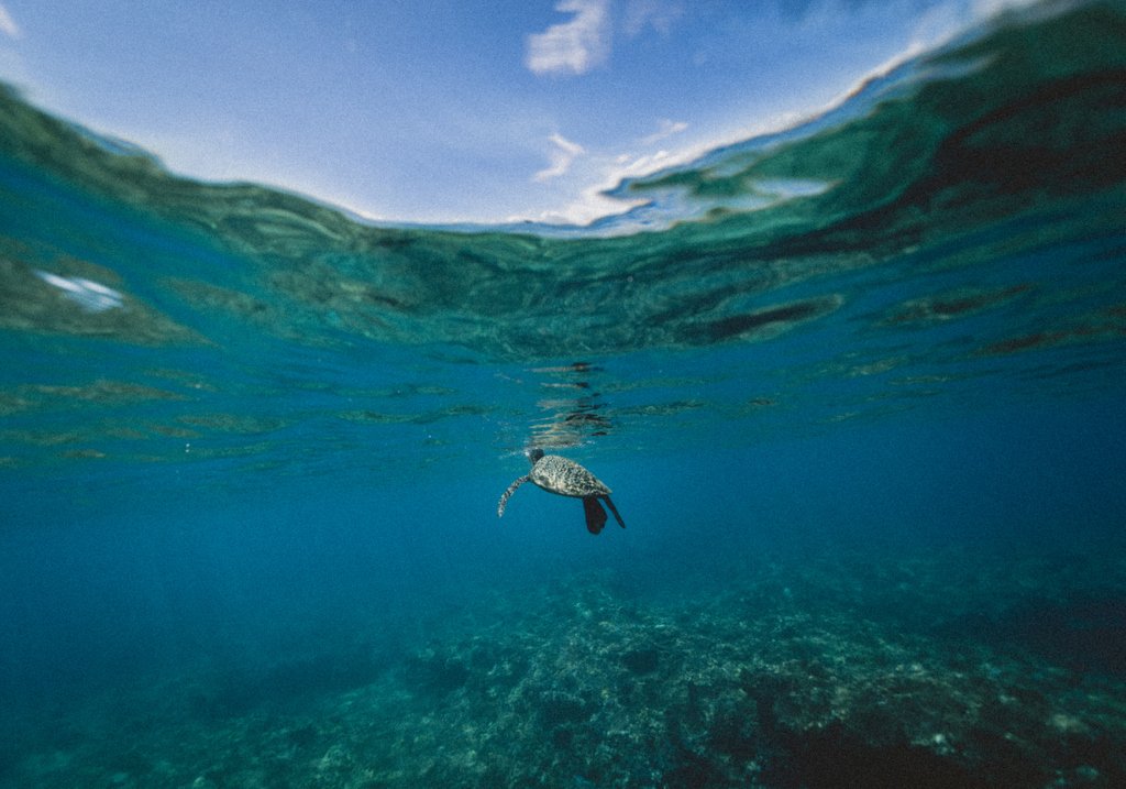 SkypassTravel's tweet photo. Have you ever been this close to a sea turtle? 🐢 https://t.co/V0TPbe0hmO