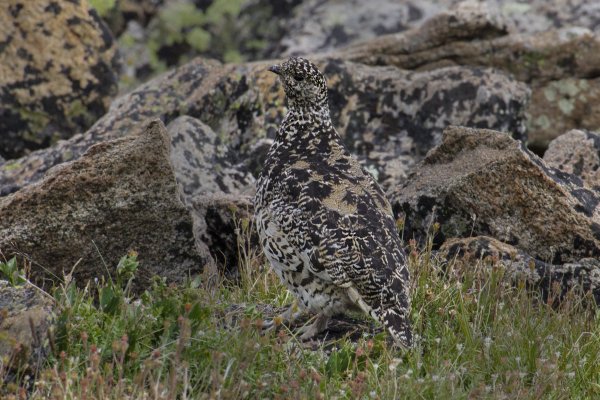 RockyNPS's tweet photo. Looking for a fun challenge? Look for the smallest grouse in North
America! White-tailed ptarmigan are found in the higher elevations of the park
and along Trail Ridge Road. Do you think you would spot this camouflaged bird
if you walked by it? #RangerTips #Birds #Birding sd https://t.co/qR4LQiyKDM