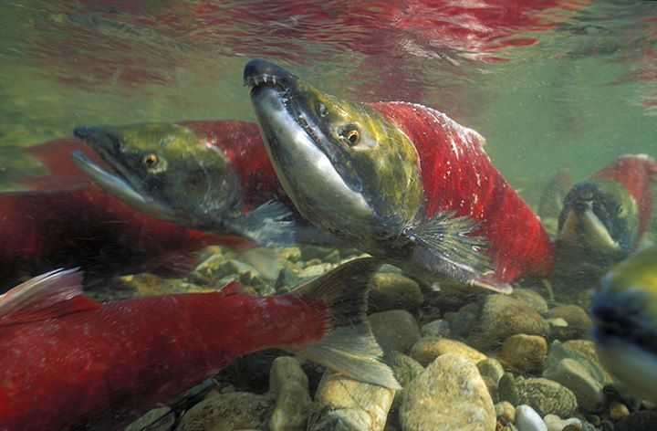 jettbritnell's tweet photo. In #underwaterphotography it's all about getting close, then getting closer &amp; shoot at an upward angle. In this scenario, I would have had to dig a trench to shoot more upward and if I were any closer we'd be spawning #salmon #explorerscanada #snorkeling https://t.co/sDXFkMu3y2