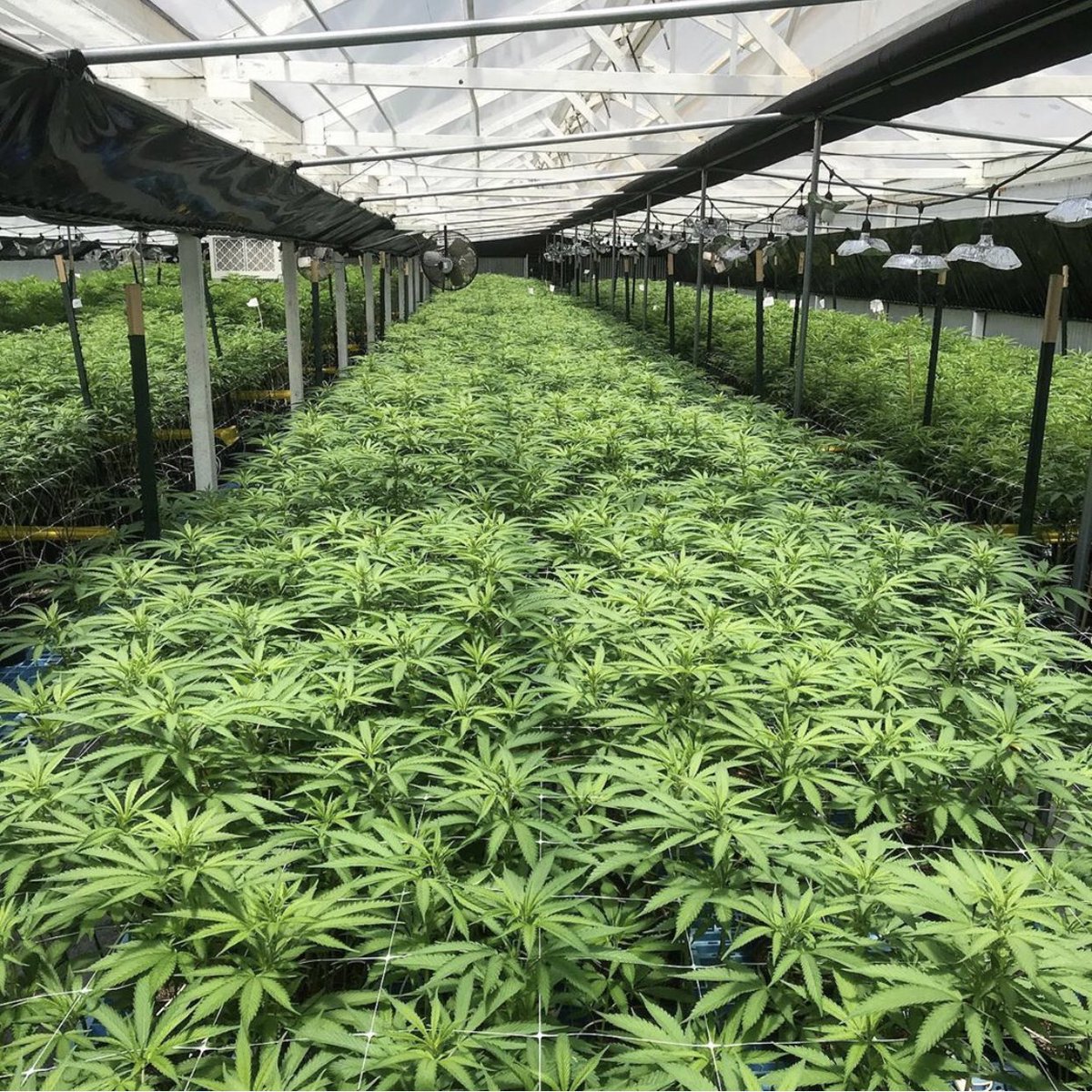 NewLeafFarms's tweet photo. Bed of our #Mac keepers on week 1 flower!  Nice and even canopy going to provide even sun penetration to each plant 🌱 #newleaffamilyfarms 🍃 🍃 #miraclealiencookies #knowyourgrower #cleanmeds #sungrowncannabis #salinascalifornia #cannabis #thc @capulator genetics for the win! https://t.co/tg1Yor3TQ0