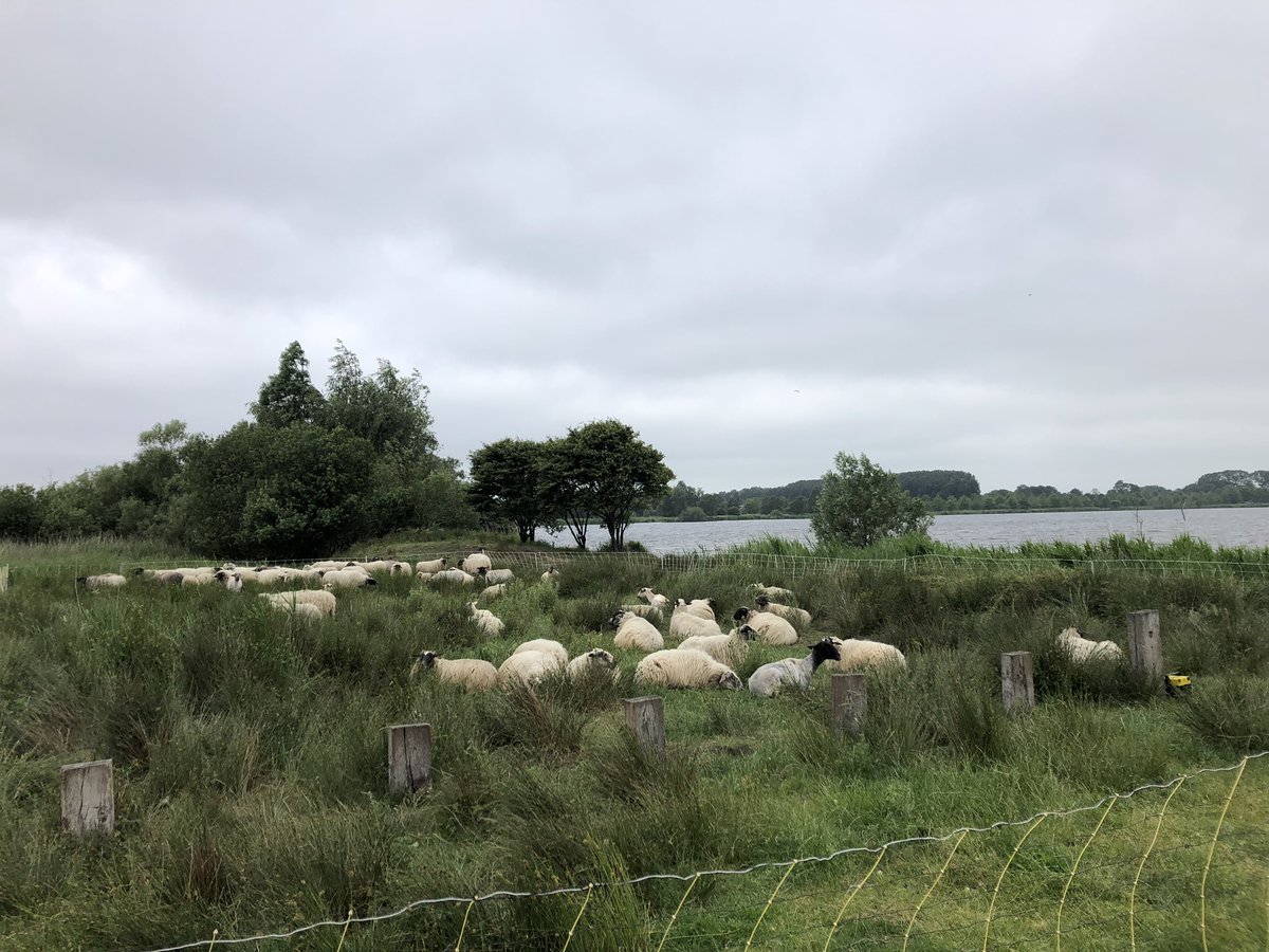 JannekednBoer's tweet photo. Vandaag wezen kijken bij zoonlief die ging helpen bij het #schapenscheren #Leeuwarden #stadskudde Het was de helft minder warm dan de dag daarvoor. https://t.co/JGdhfLUKNA