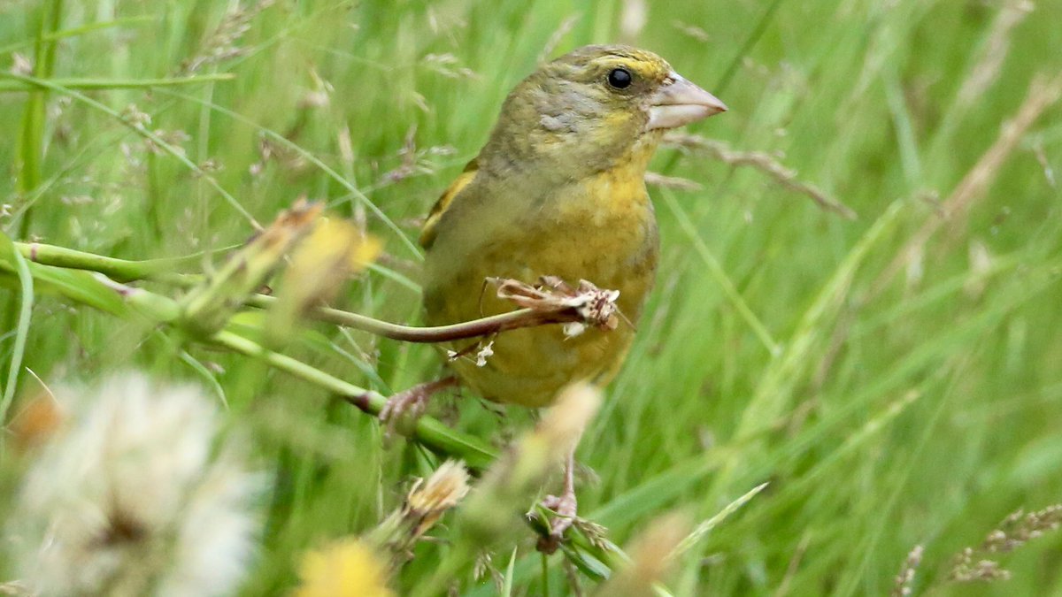 TopvanTexel's tweet photo. Tijdens een heel kort bezoekje op #Texel kwam ik deze prachtige #Groenling tegen in de berm in De #Cocksdorp, op zoek naar een lekker kostje. @waarneming https://t.co/VBHi2zm6kP
