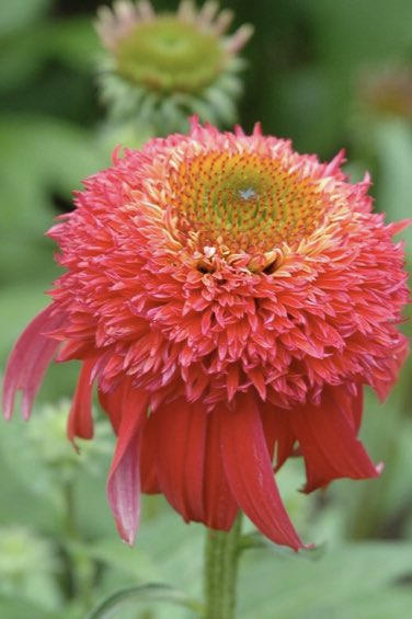 25th of our Top 40 #PlantTrials Winners from <a href="/RBGSydney/">Sydney Travel</a> is the delicious Echinacea ‘Double Scoop’ series. This perennial coneflower comes in 6 colors Bubblegum, Cranberry, Lemon Cream, Mandarin, Orangeberry &amp; Raspberry.  
Bred by <a href="/darwinperennial/">Darwin Perennials</a>