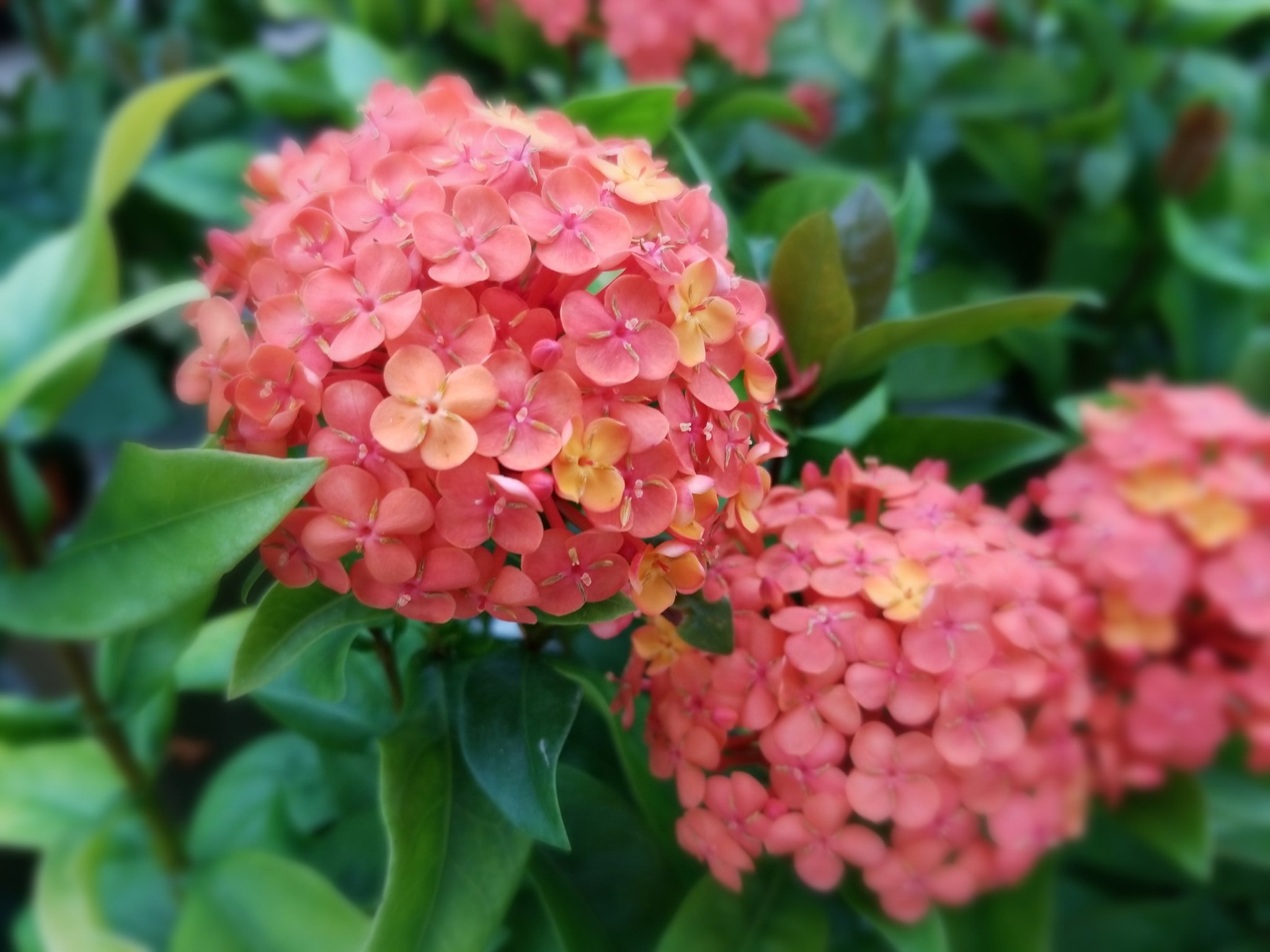 心音 6月27日 木 曇りのち雨に サンタンカの花で おはようございます サンタンカの花言葉は 熱き思い 年に３回咲いて 張り切る 鮮やかな花手まりの 喜び 台風の影響もあり雨に向かいますが 雨にも平穏無事な１日となりますように おはょ花