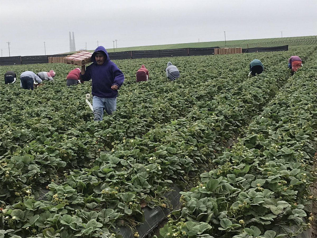 molloy_nicky's tweet photo. Strawberry industry will be dead in 5 years in the US if they can't find a harvesting solution.
Great insights being shared by US Growers with the Robotics and Automation Delegation. Salinas, California @callaghannz @agritech_nz https://t.co/a8CxbRUm8d