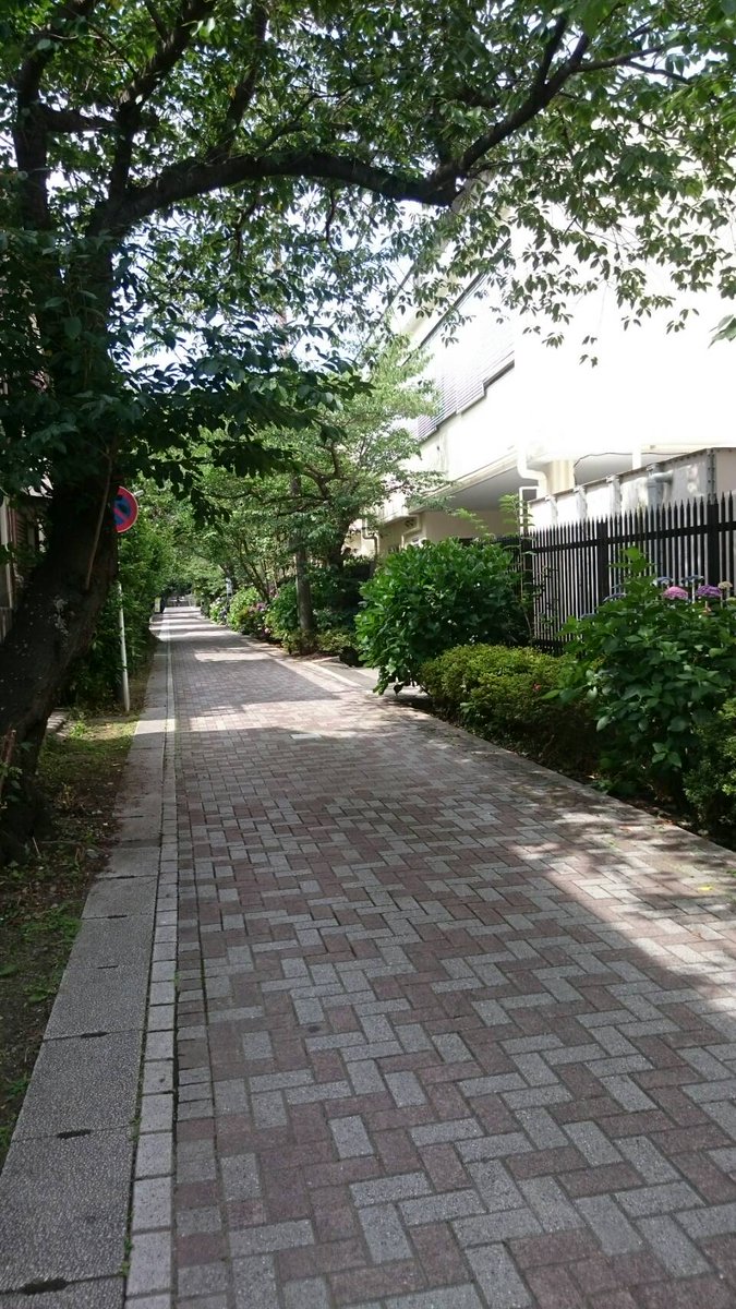 乙です。桜道から頼朝公園へ向かう道。昨日のあつい日差しを受けて紫陽花がキラキラと輝いていました。
#桜道　#紫陽花