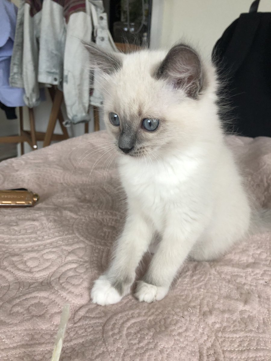 ourshieldmaiden's tweet photo. Kitten spam!!! #IrisOlivia https://t.co/S7S8iEh2xF